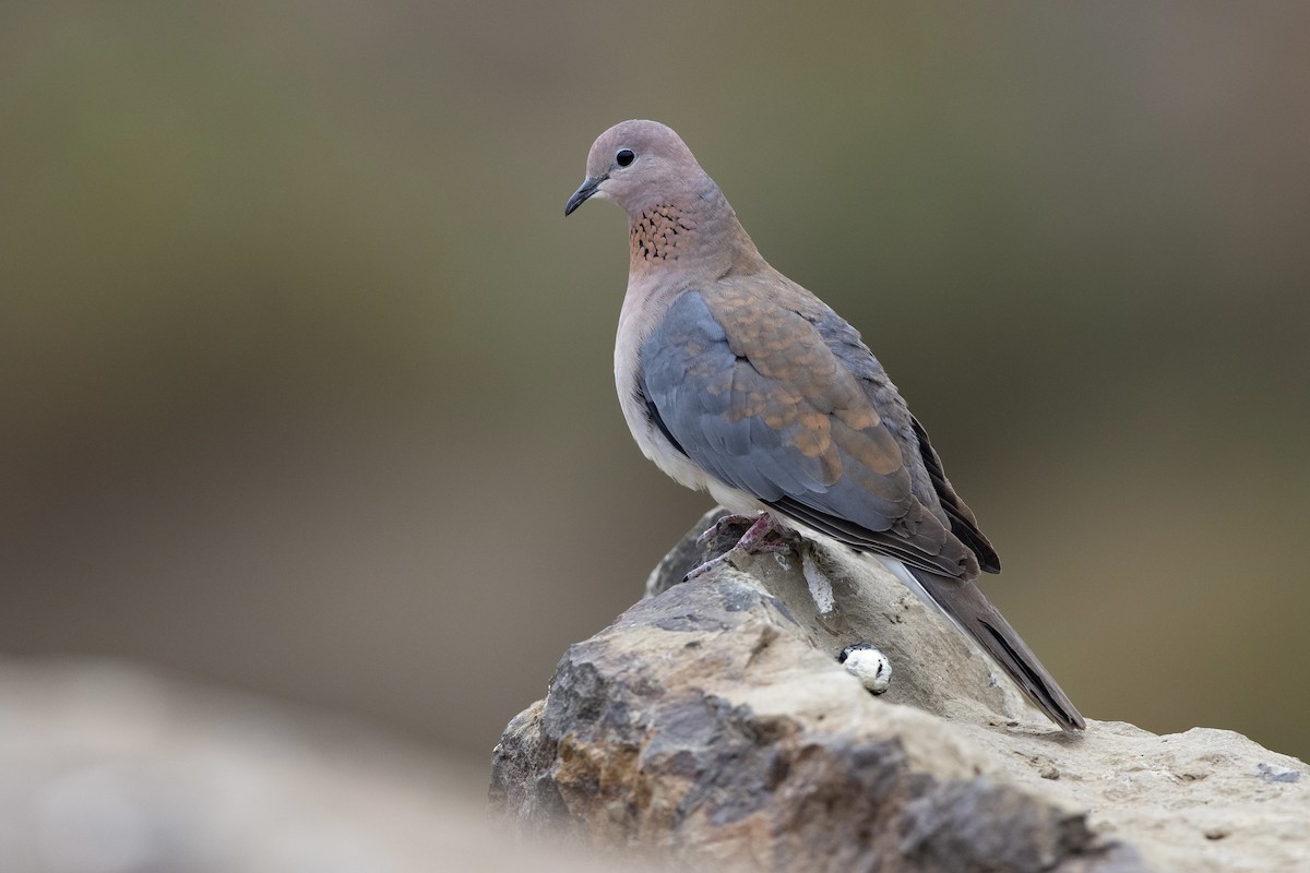 Laughing Dove - ML604524551