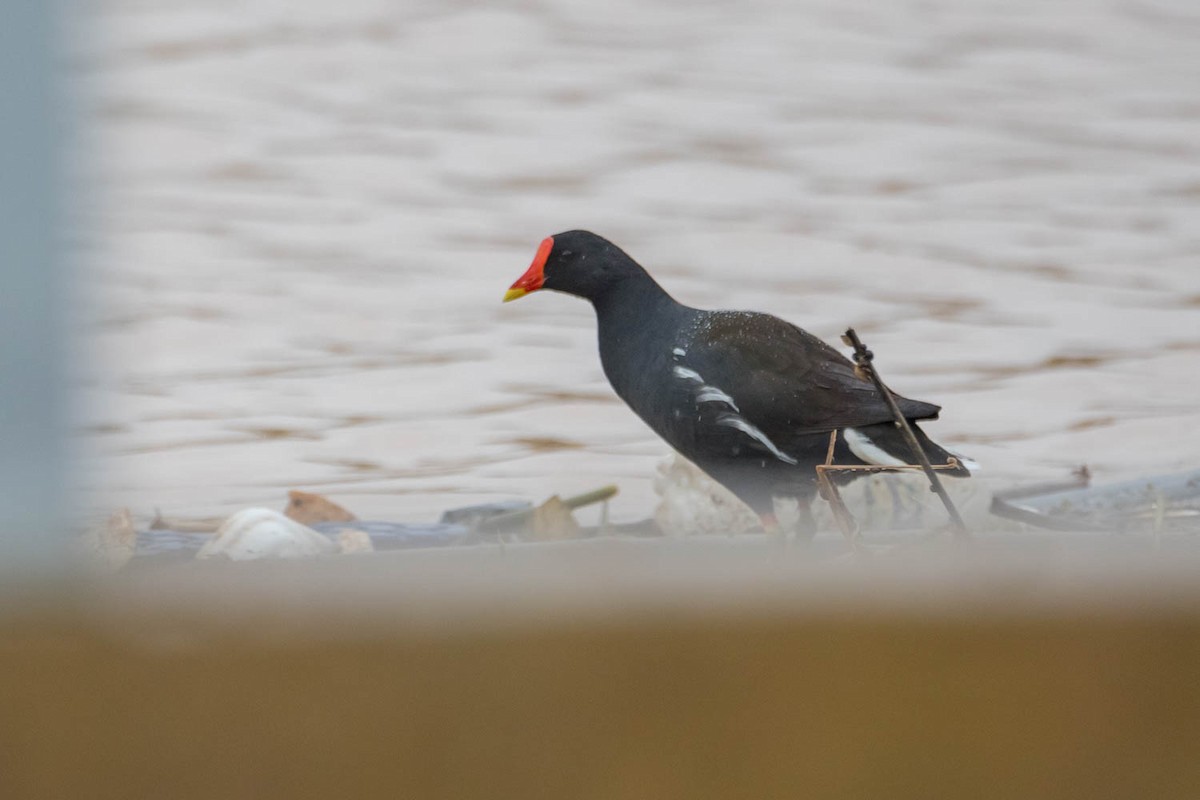 Eurasian Moorhen - ML604524671