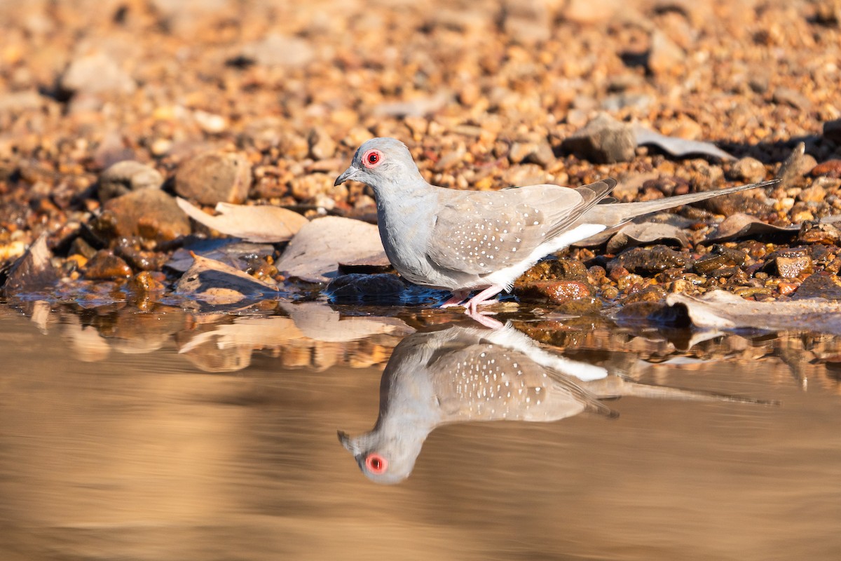 Diamond Dove - ML604525201