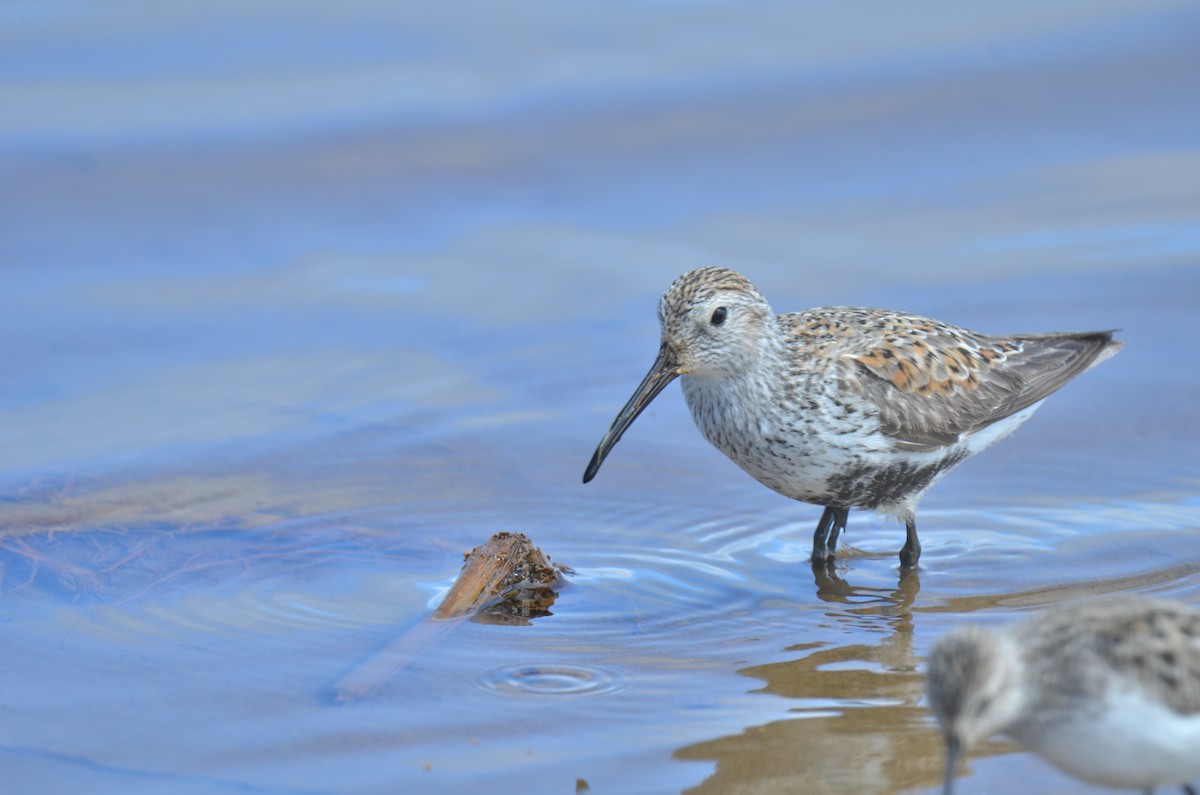 Dunlin - ML60452541