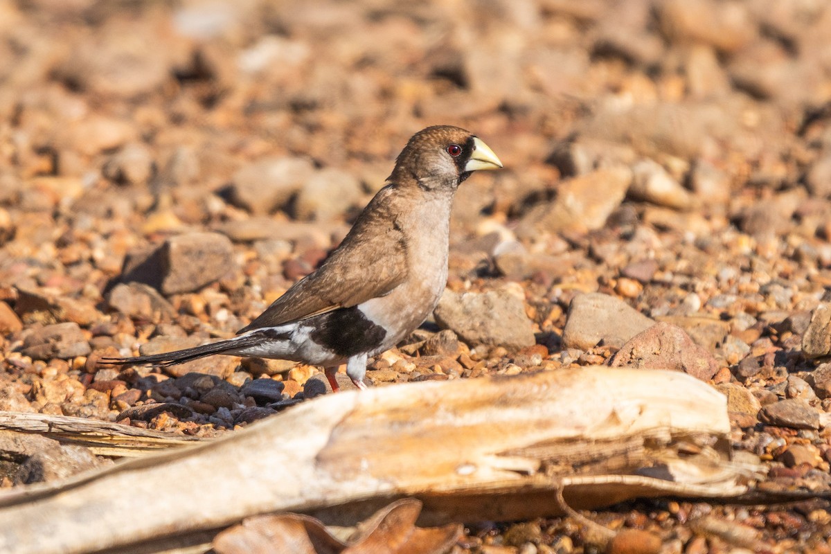 Masked Finch (Masked) - Duncan Henderson