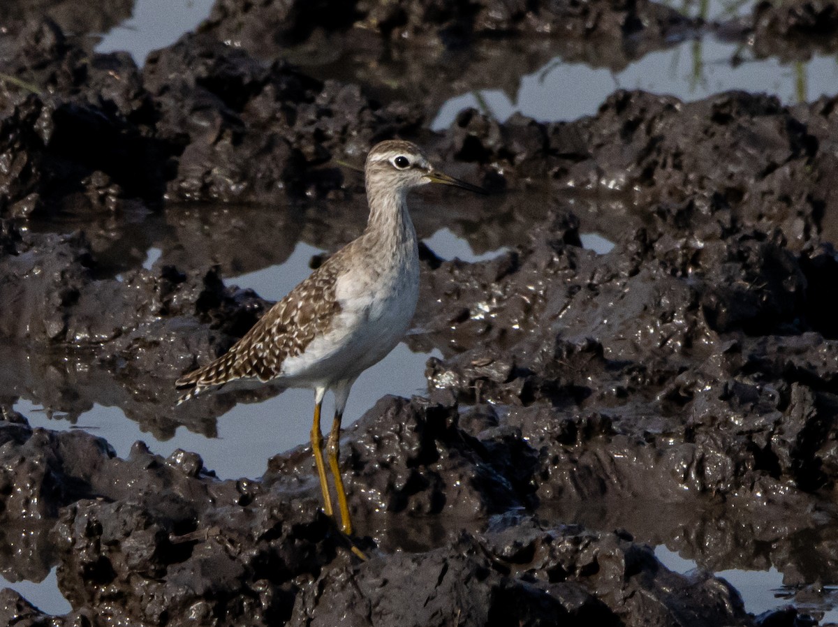 Wood Sandpiper - ML604525841