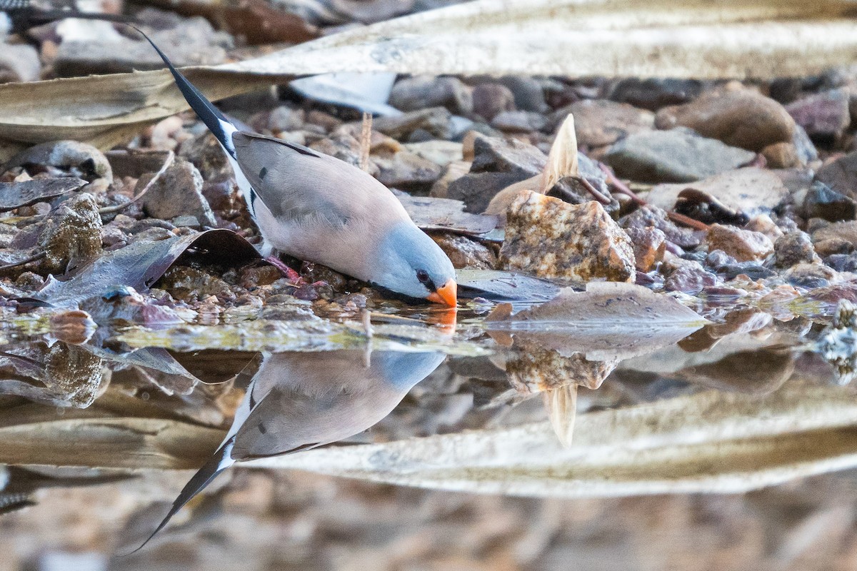 Long-tailed Finch - Duncan Henderson