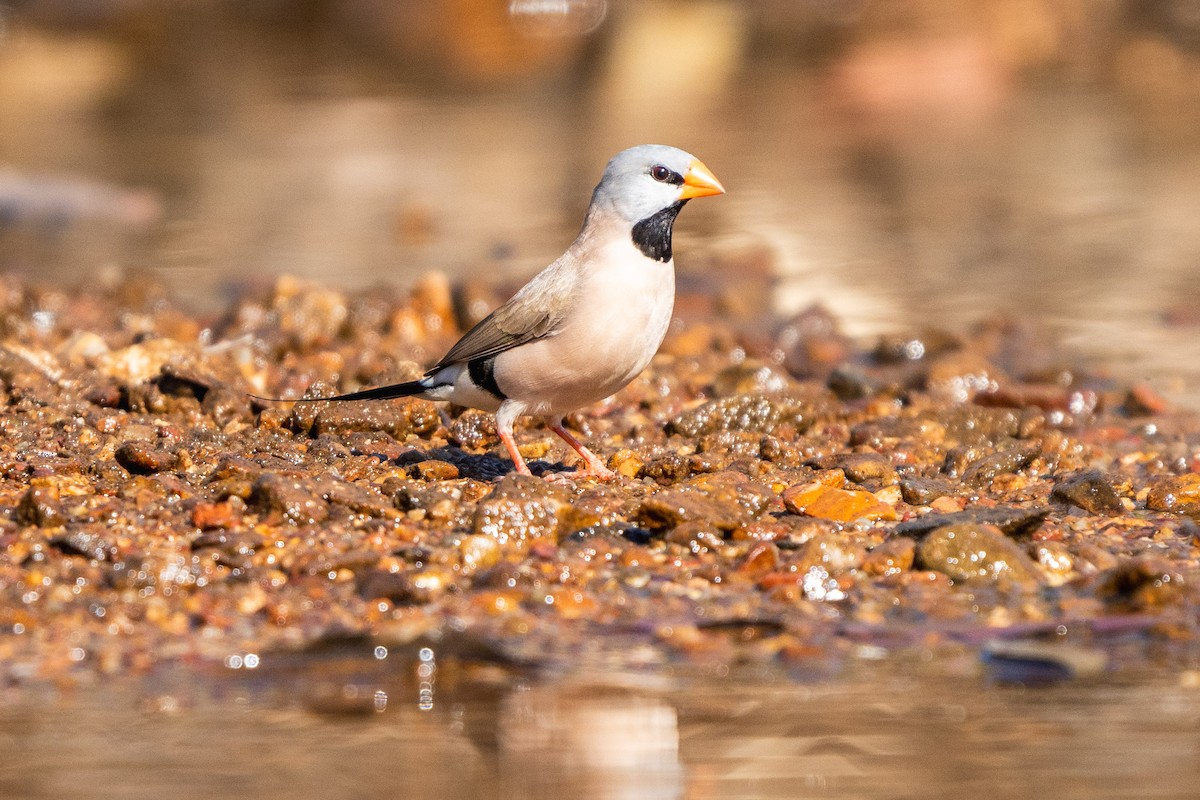Long-tailed Finch - ML604525961