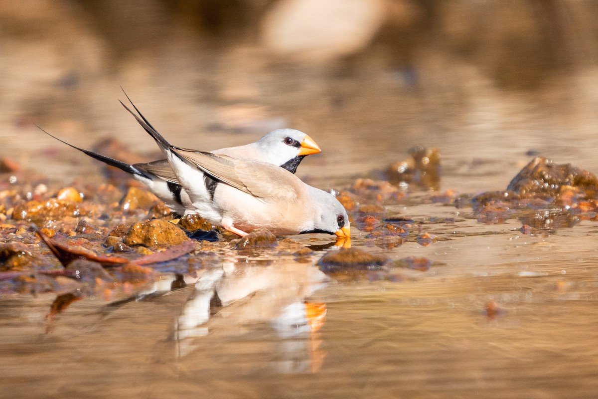 Long-tailed Finch - ML604525971