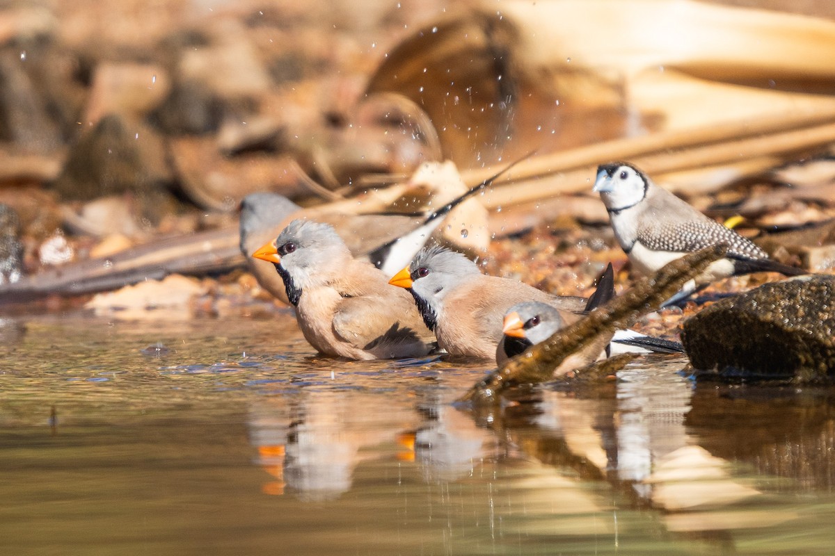 Long-tailed Finch - Duncan Henderson