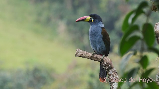 Gray-breasted Mountain-Toucan - ML604526361