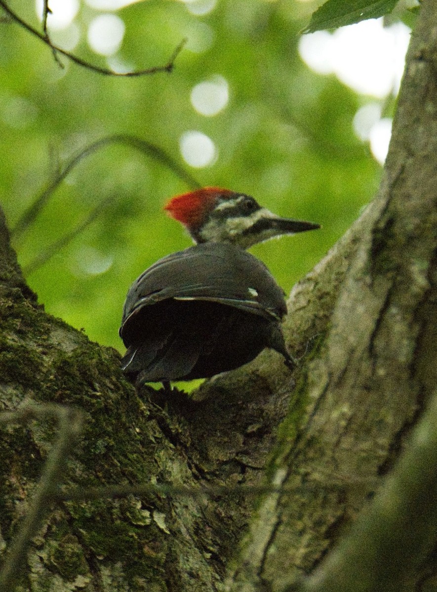 Pileated Woodpecker - ML604527591