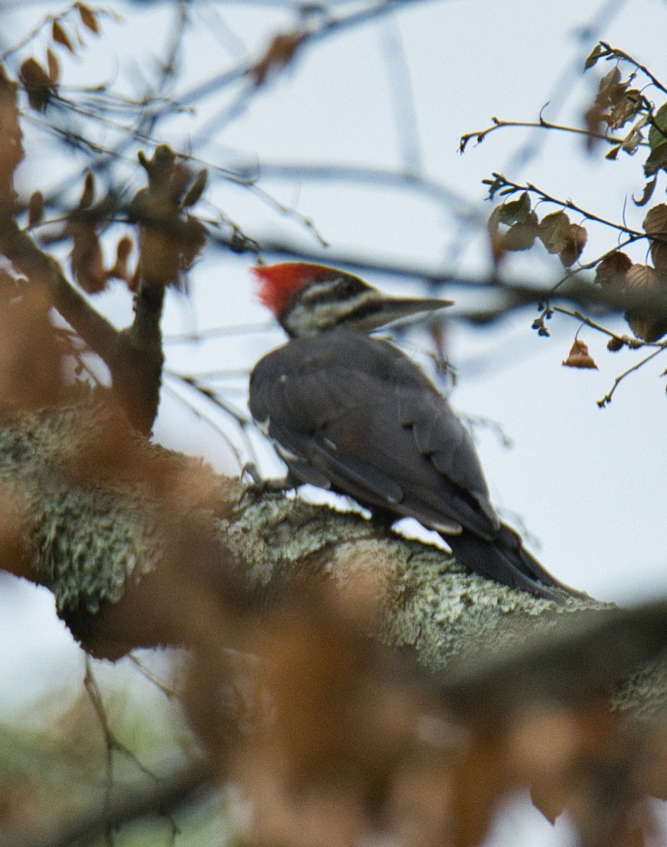 Pileated Woodpecker - ML604527601