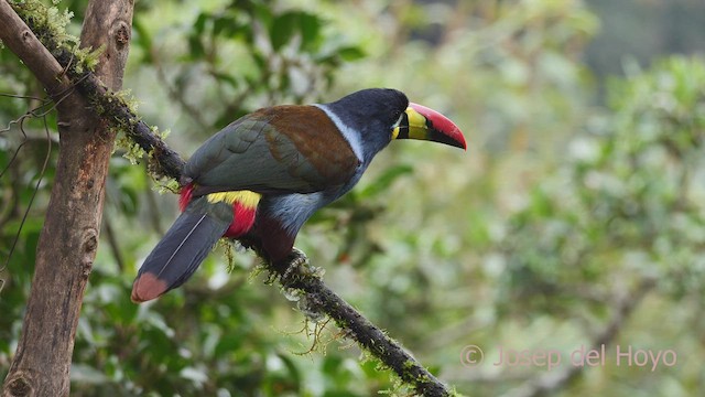 Gray-breasted Mountain-Toucan - ML604527981