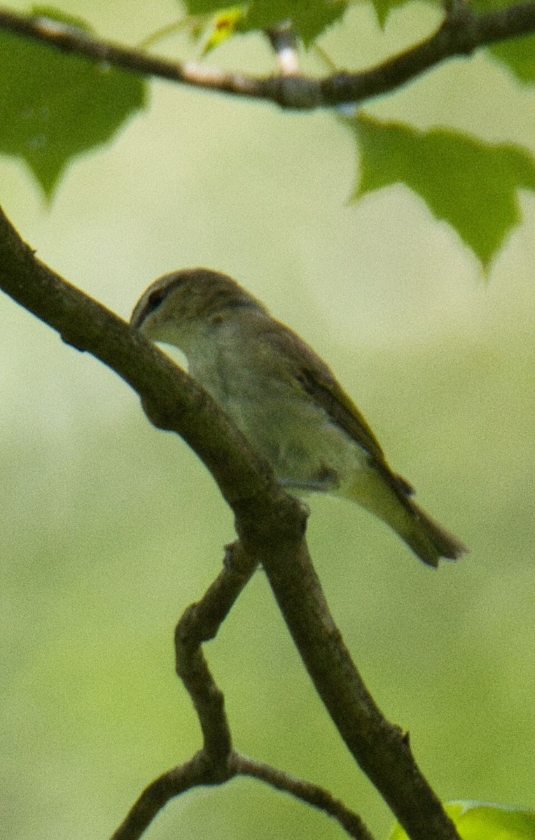 rødøyevireo - ML604528011