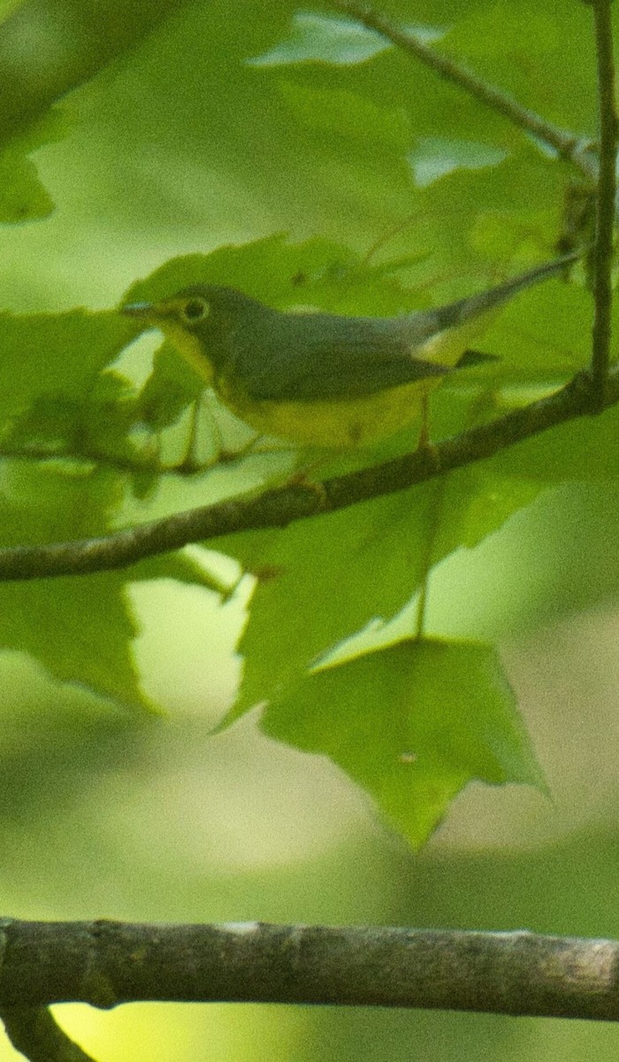 Canada Warbler - ML604528811