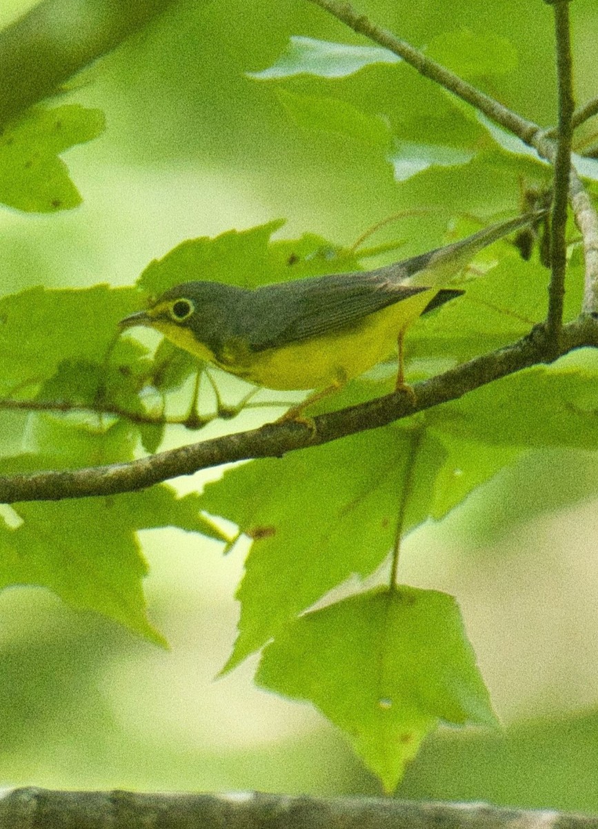 Canada Warbler - ML604528821