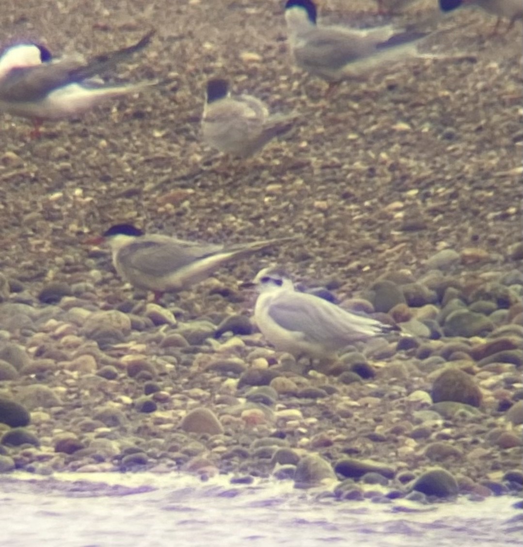 Mouette pygmée - ML604528971