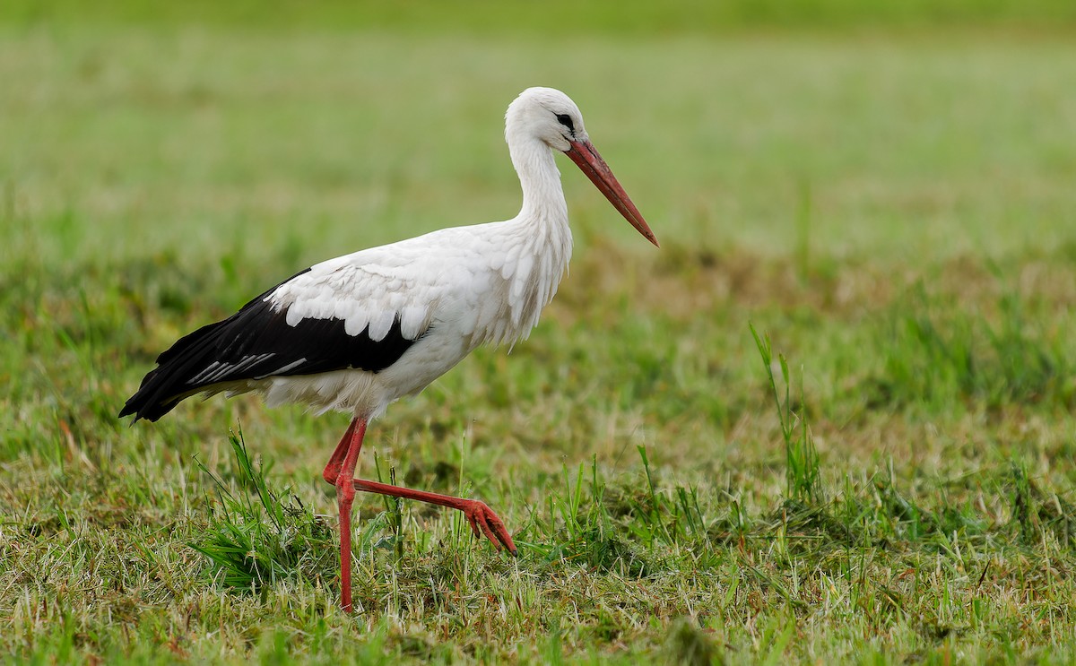 White Stork - ML604529601