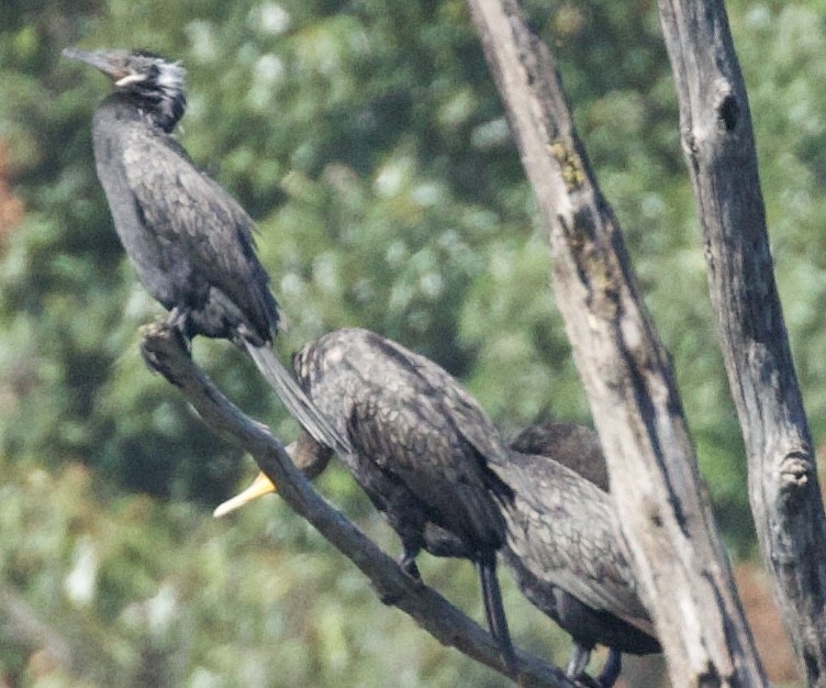 Neotropic Cormorant - Jim Landrum