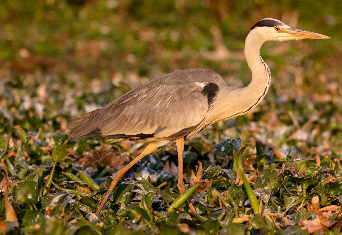 Gray Heron - ML604531731