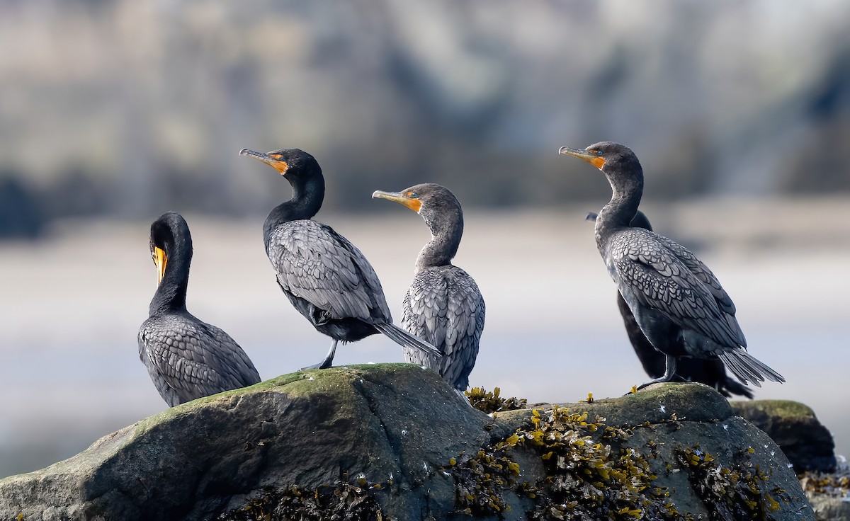 Double-crested Cormorant - ML604531771