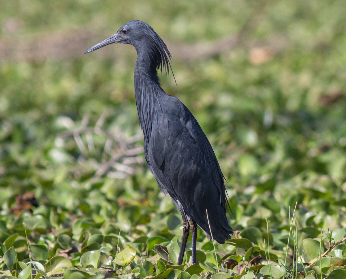 Black Heron - Corinne Le Doare