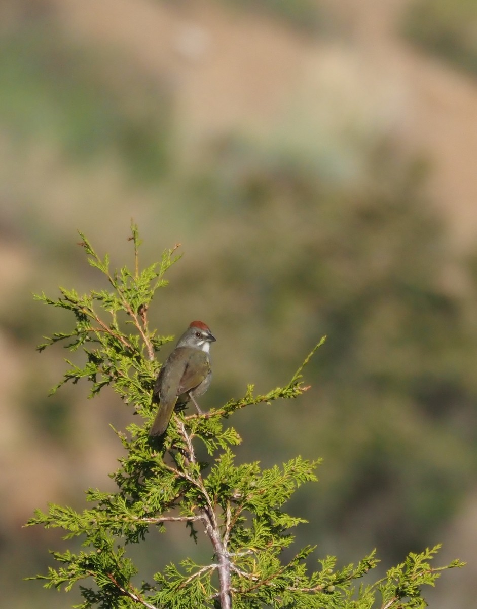 Green-tailed Towhee - Steve Wickliffe