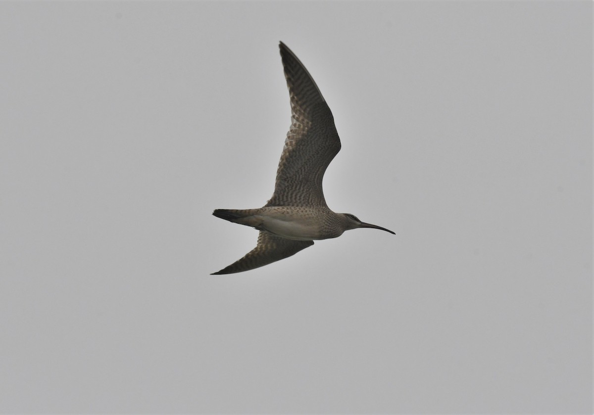 Whimbrel - ML604532971