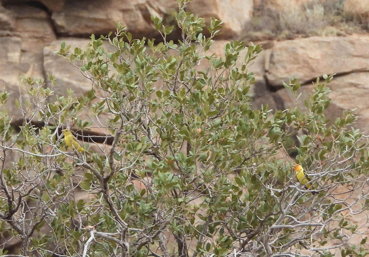 Western Tanager - ML604534411