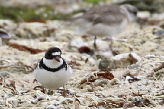 Semipalmated Plover - Trudy Rottino