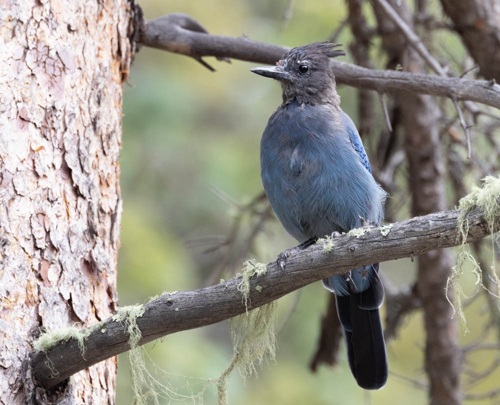 Steller's Jay - ML604535641