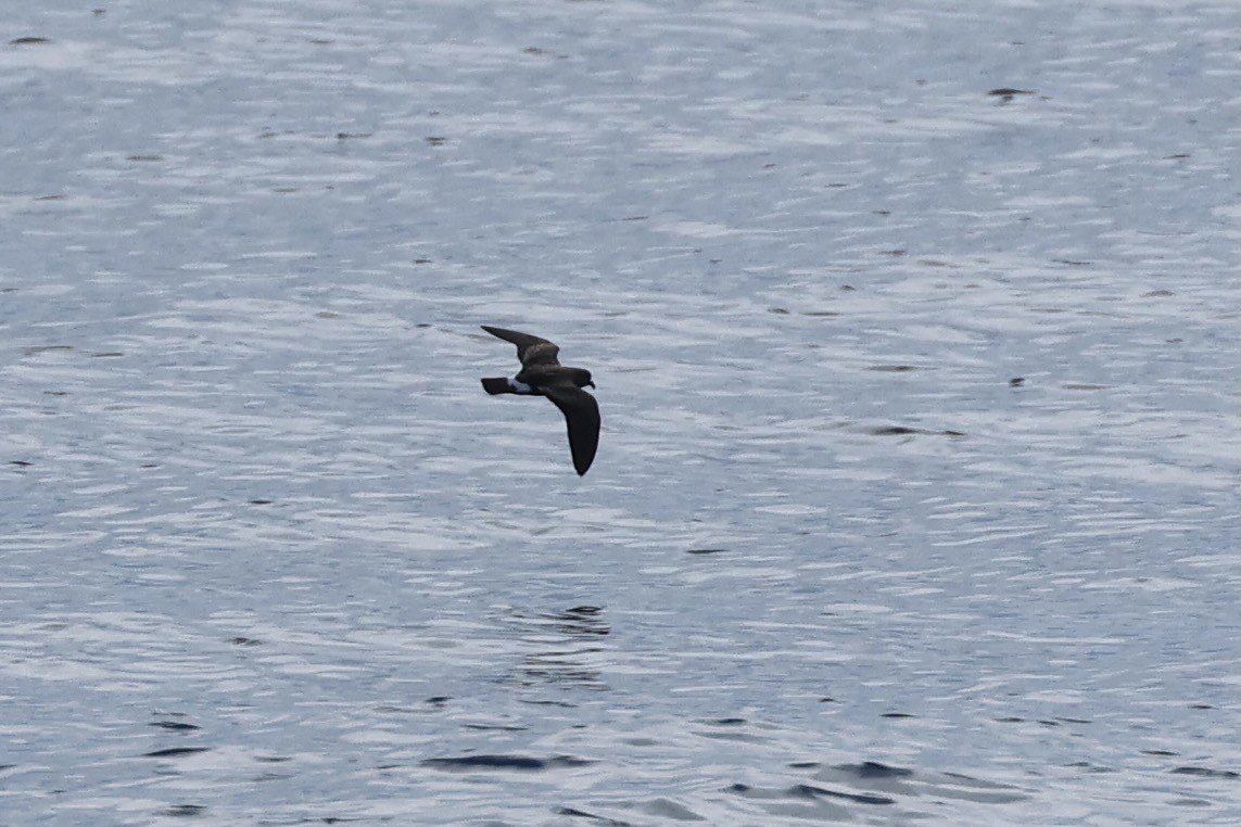Band-rumped Storm-Petrel - ML604536821