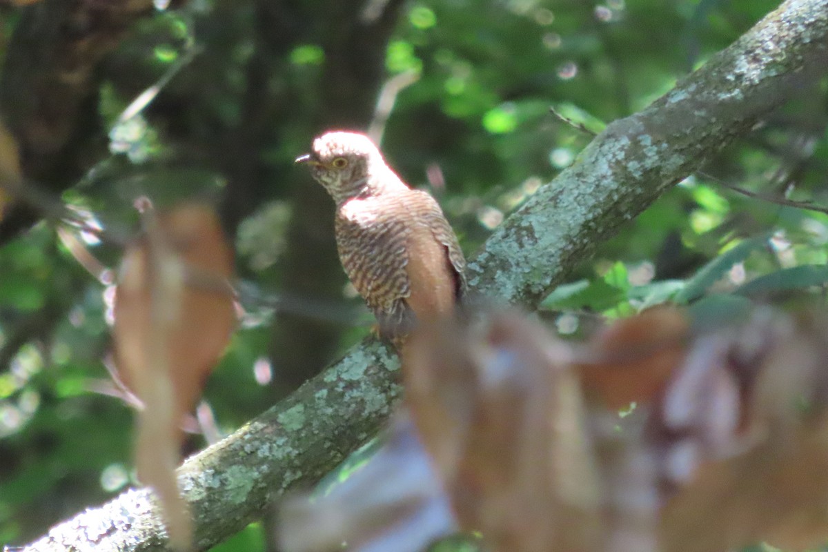 Common Cuckoo - ML604537081