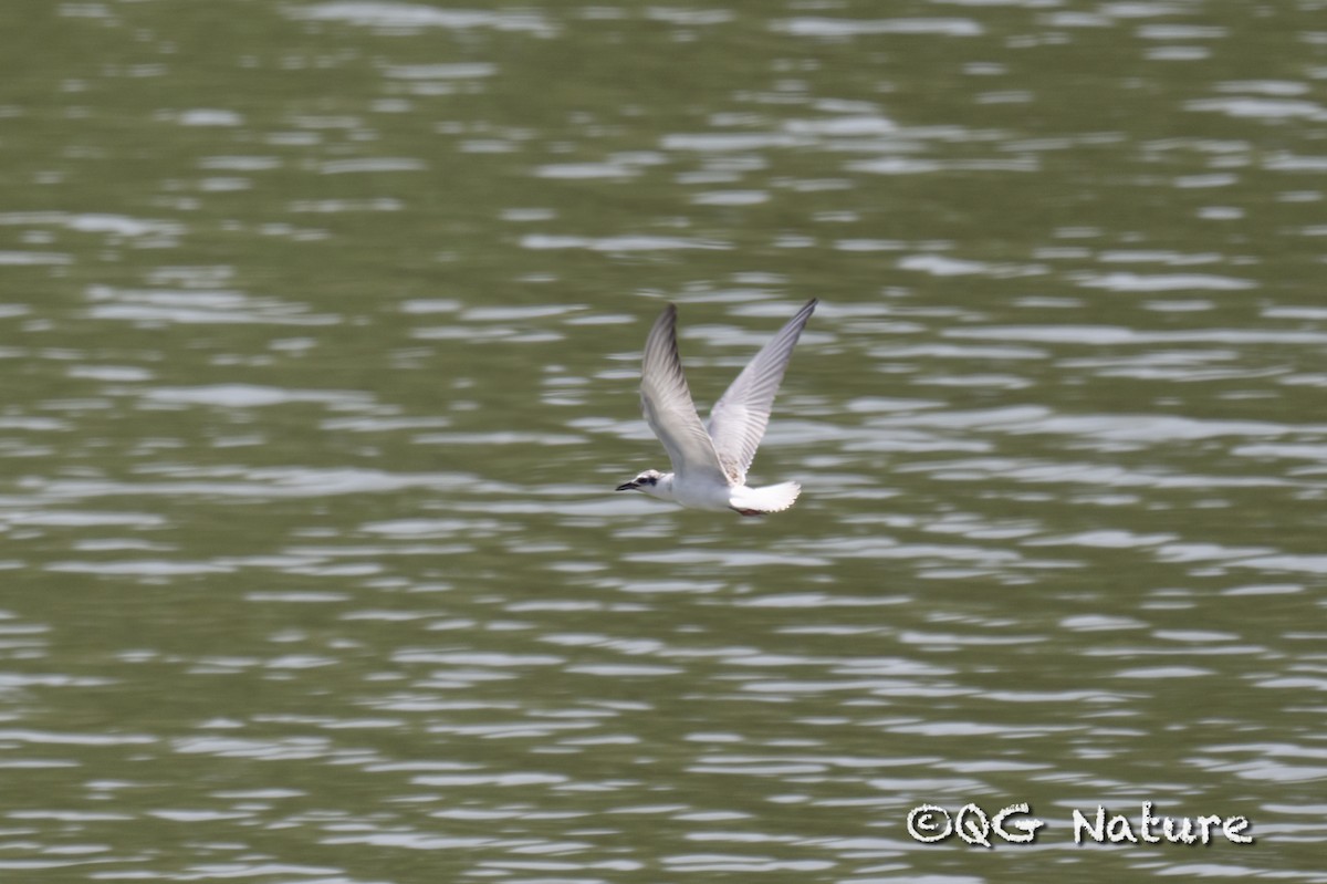 White-winged Tern - ML604537491