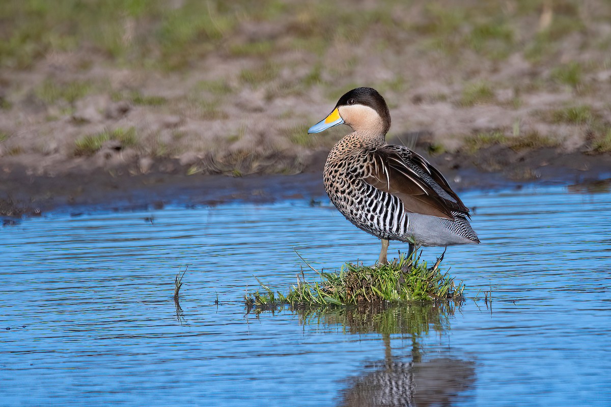 Silver Teal - Raphael Kurz -  Aves do Sul