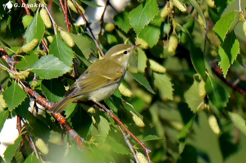 Greenish Warbler - Gennadiy Dyakin