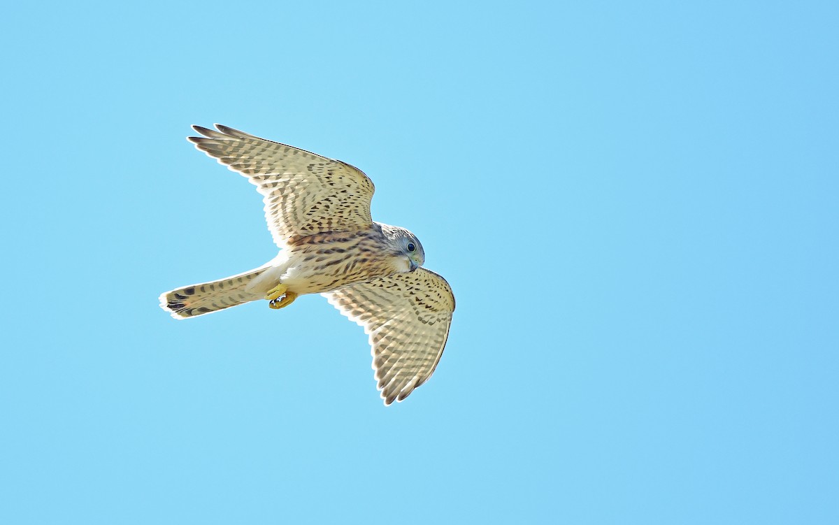 Belatz gorria (eurasiarra) - ML604538611