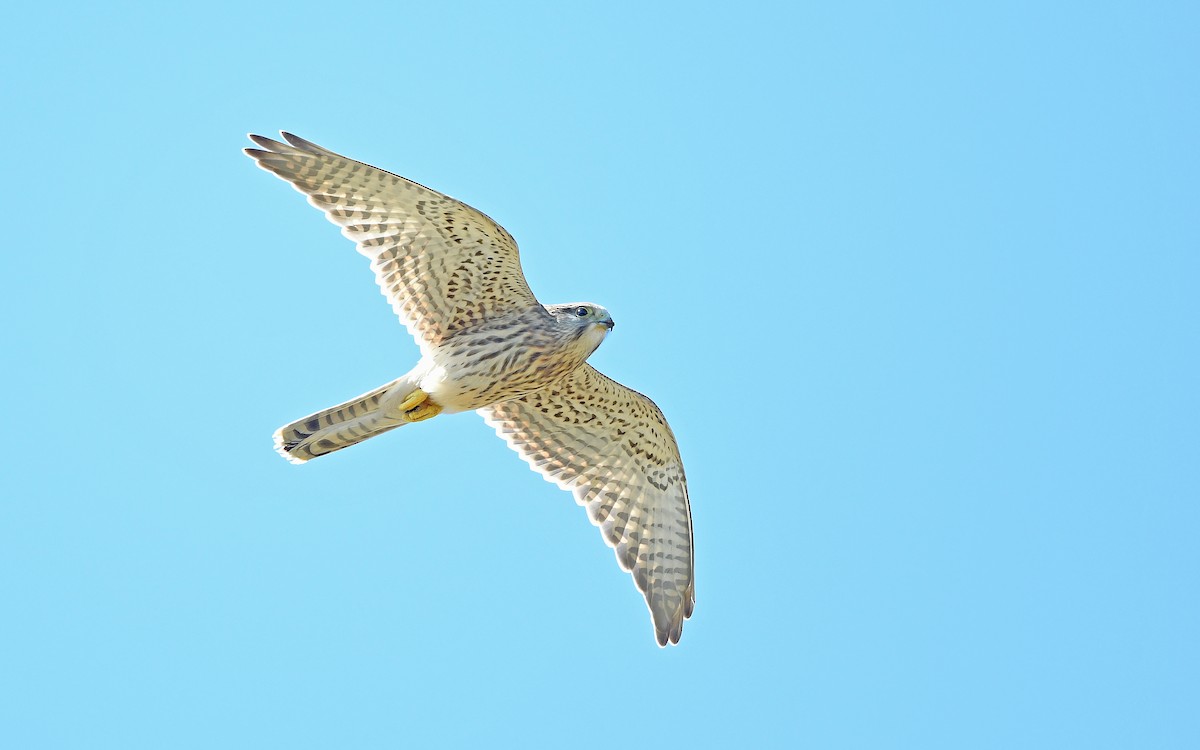 Belatz gorria (eurasiarra) - ML604538621