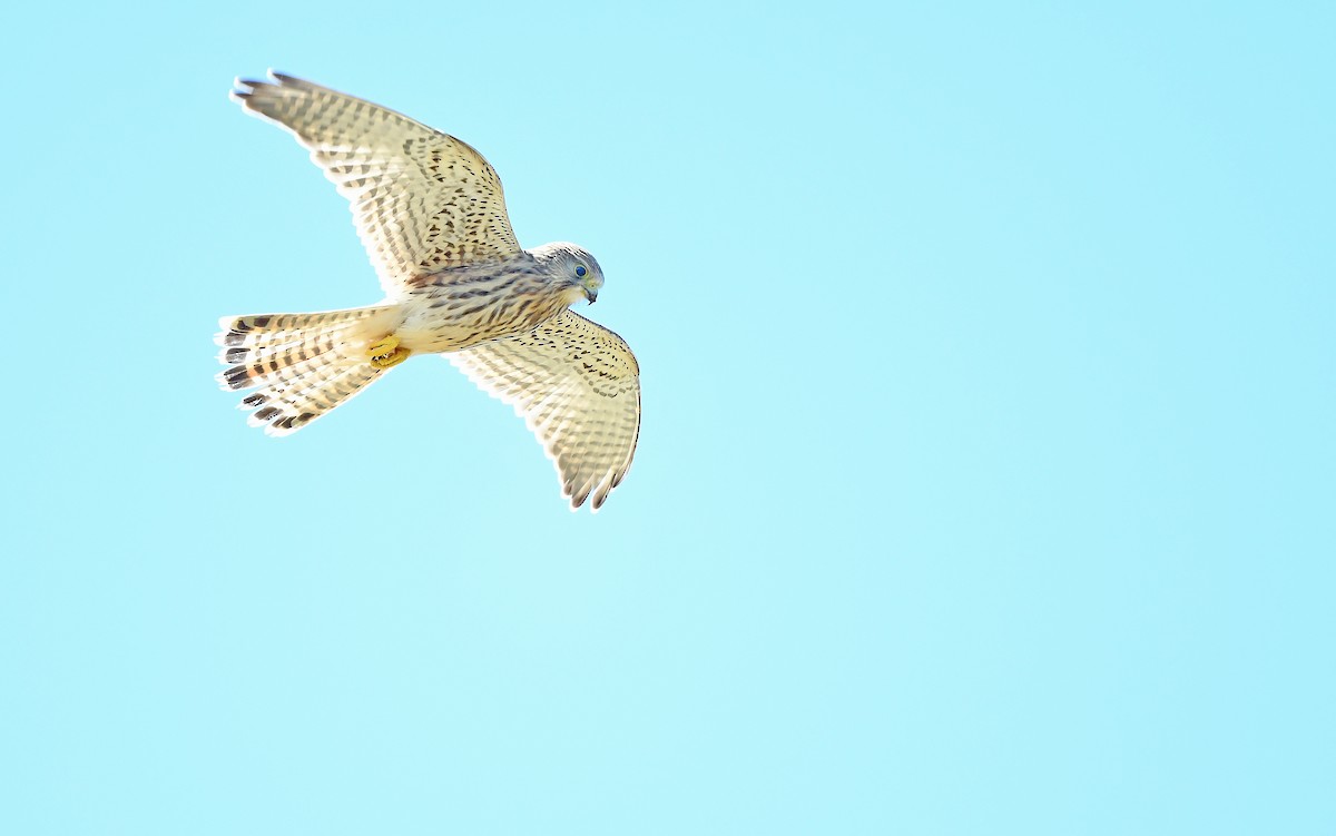 Belatz gorria (eurasiarra) - ML604538631