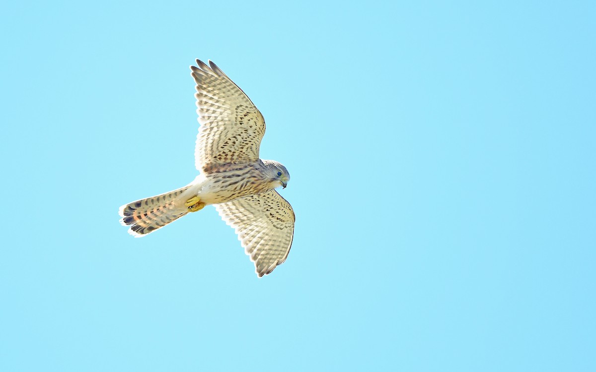 Belatz gorria (eurasiarra) - ML604538641