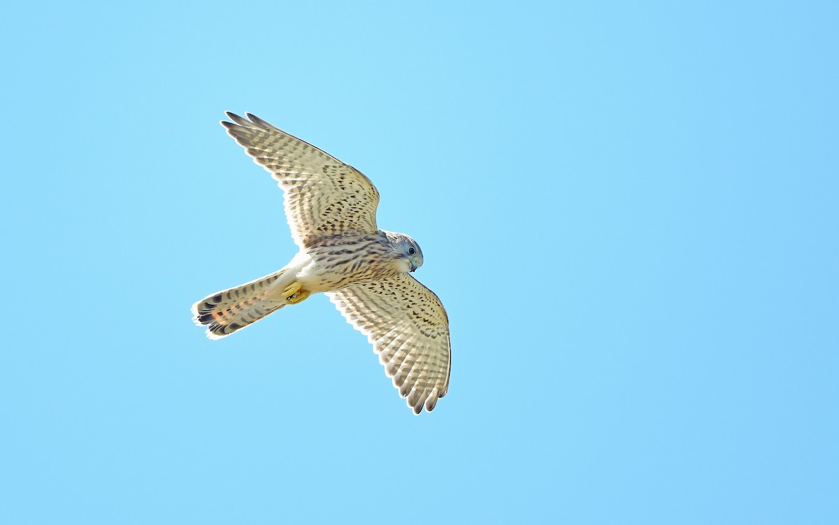 Belatz gorria (eurasiarra) - ML604538651