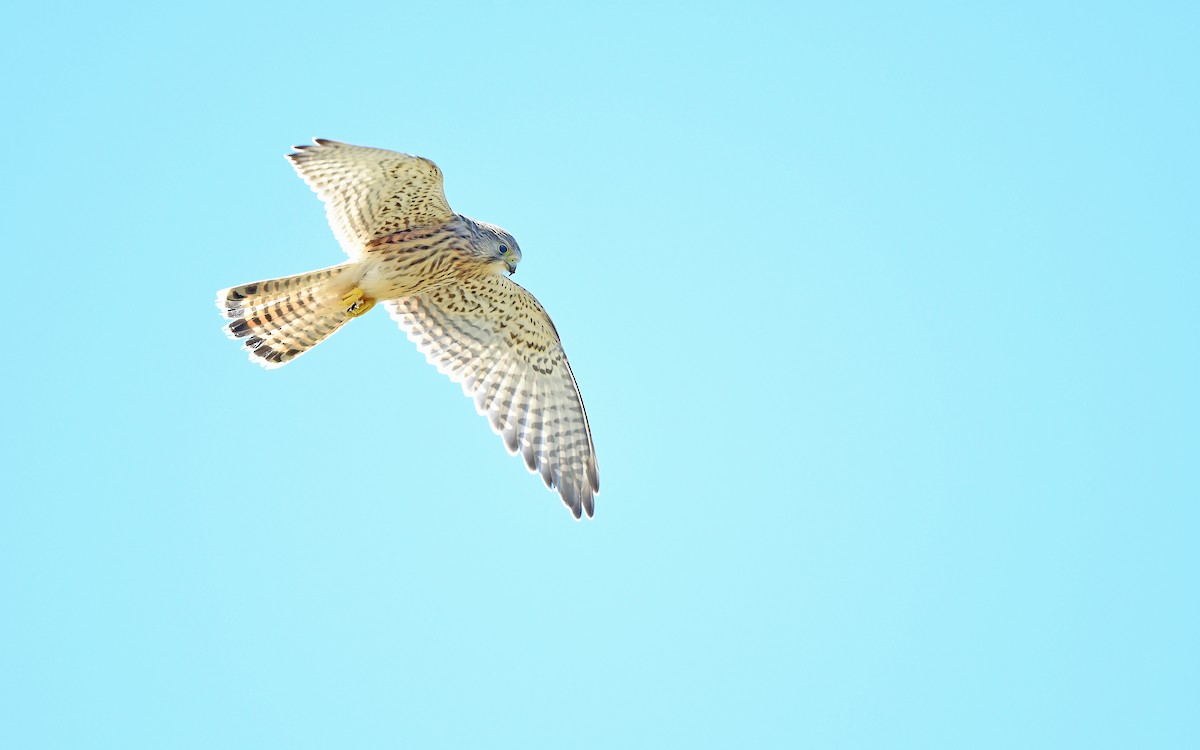 Belatz gorria (eurasiarra) - ML604538661