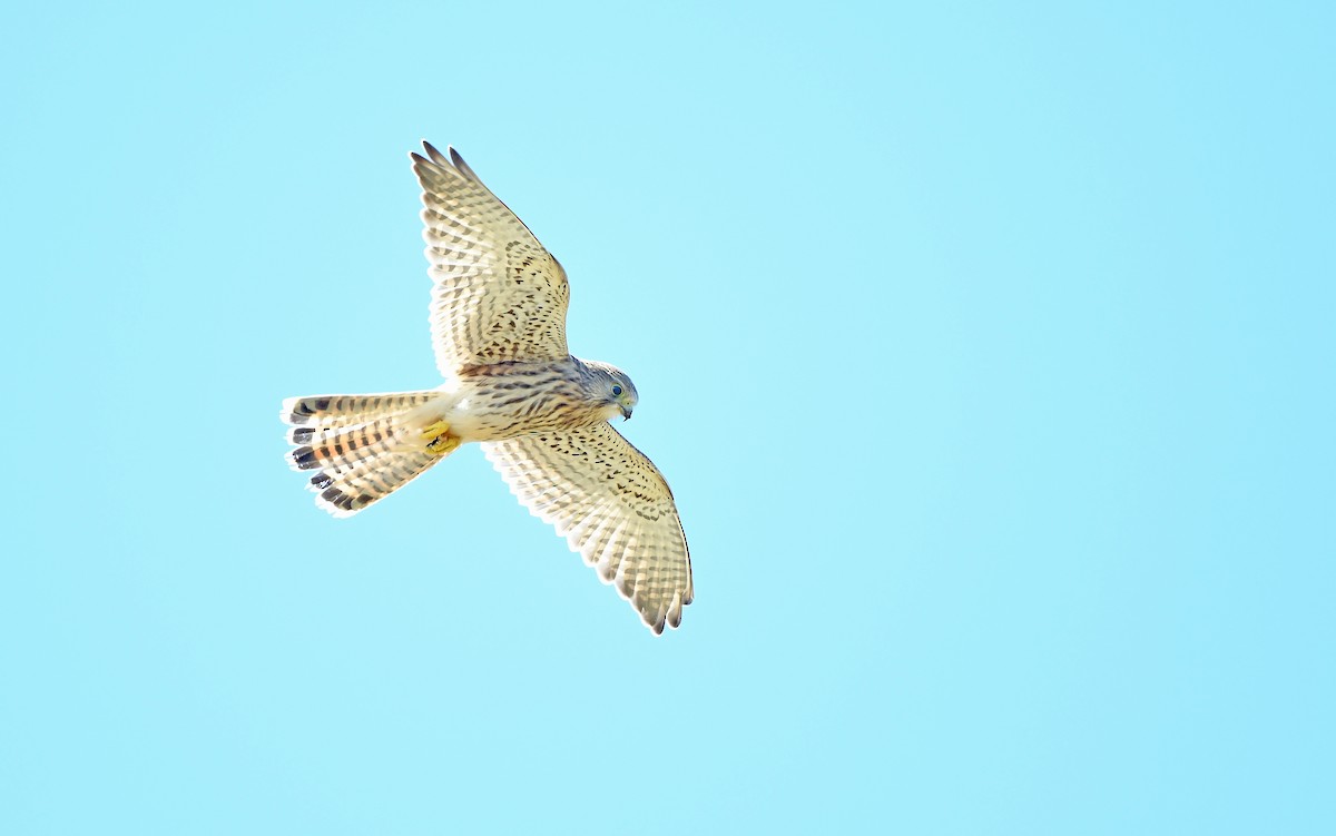 Belatz gorria (eurasiarra) - ML604538671