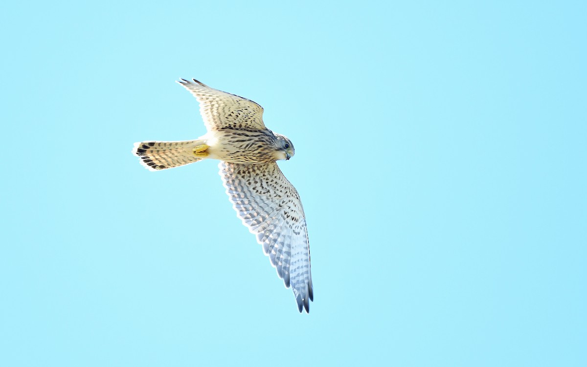 Eurasian Kestrel (Eurasian) - Christoph Moning