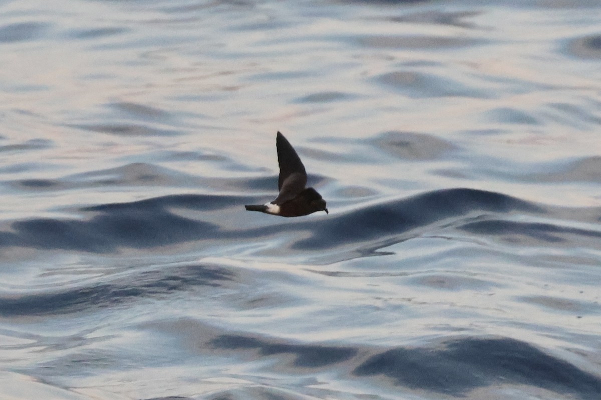 Band-rumped Storm-Petrel - ML604538891