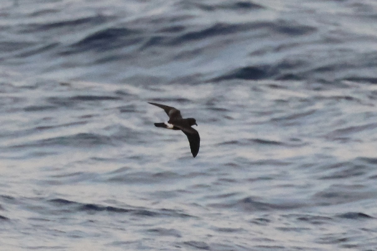 Band-rumped Storm-Petrel - ML604538901