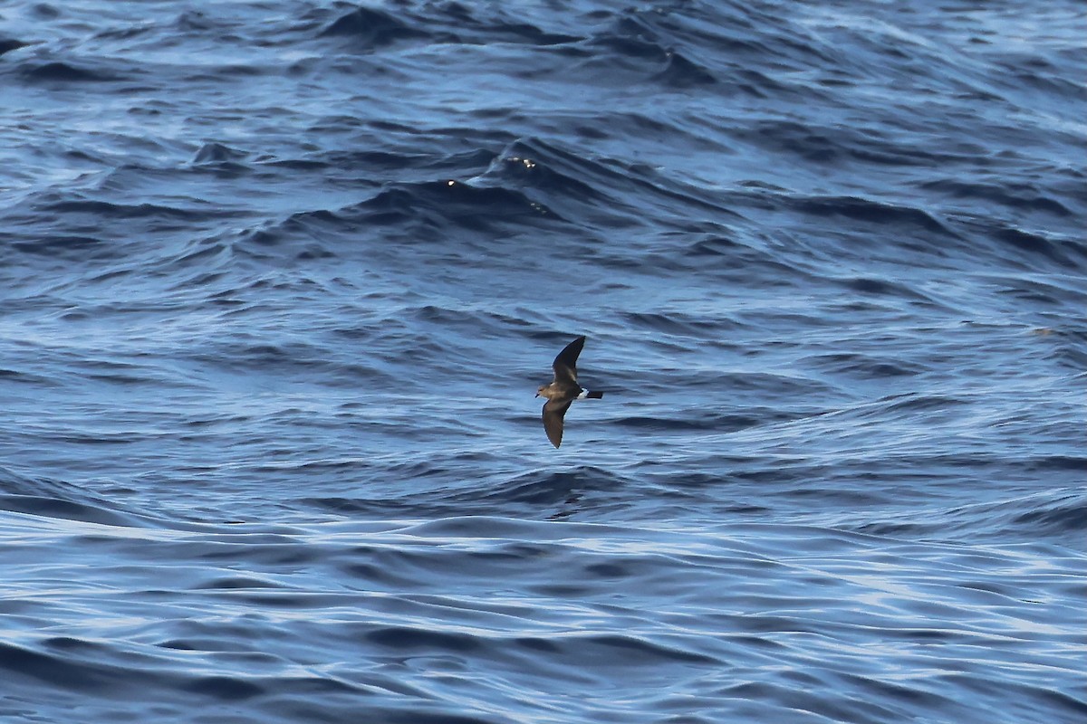 Band-rumped Storm-Petrel - ML604539011