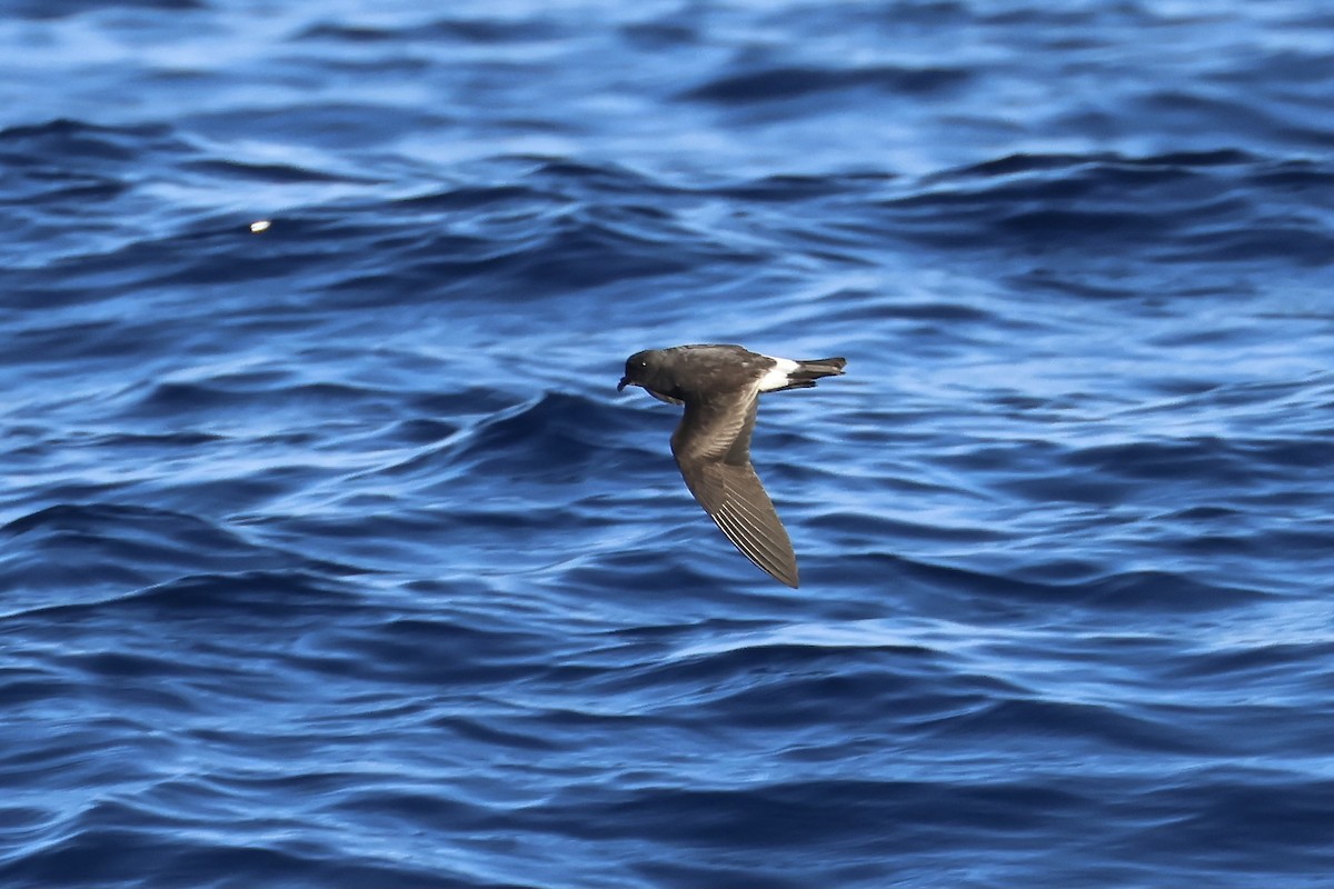 Band-rumped Storm-Petrel - ML604539211