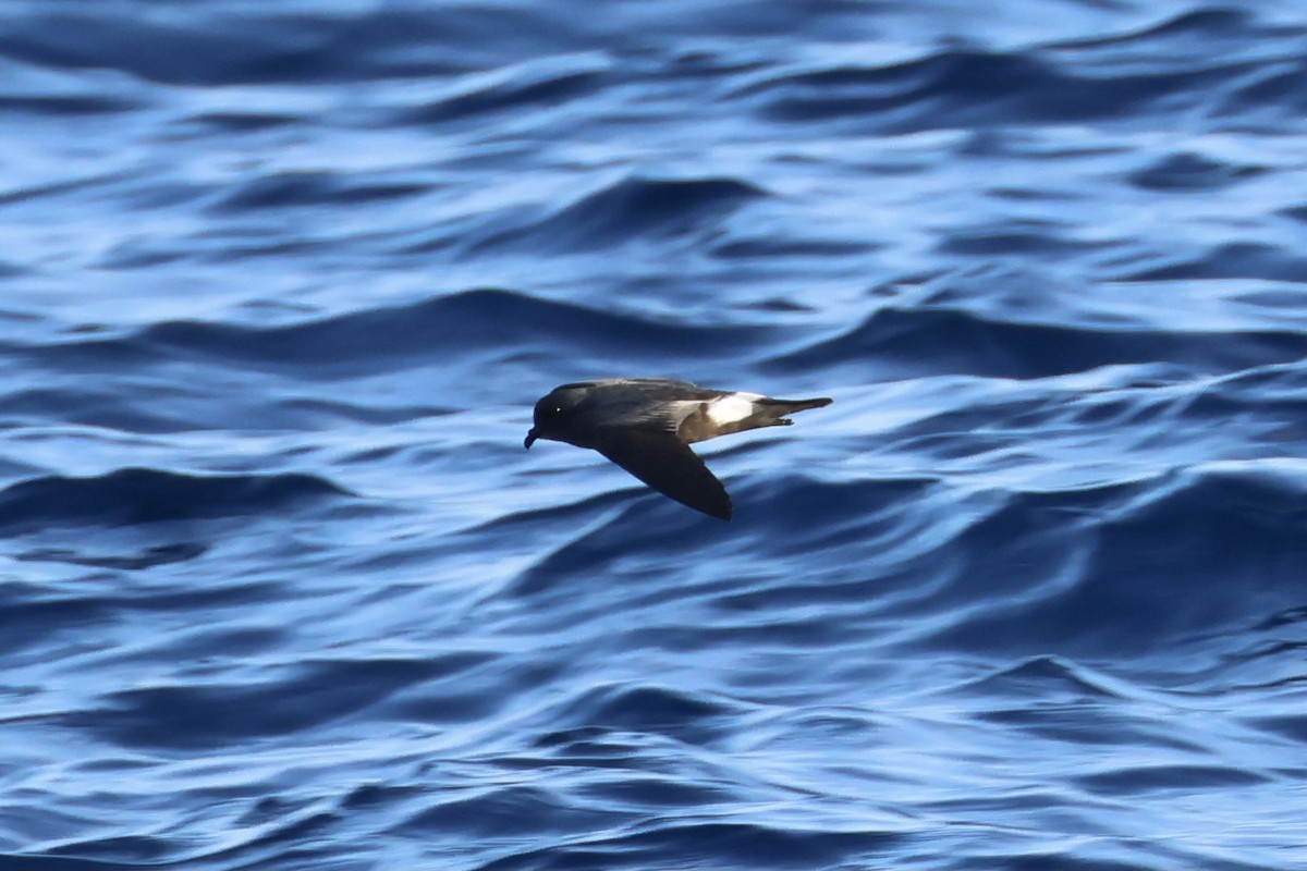 Band-rumped Storm-Petrel - ML604539221