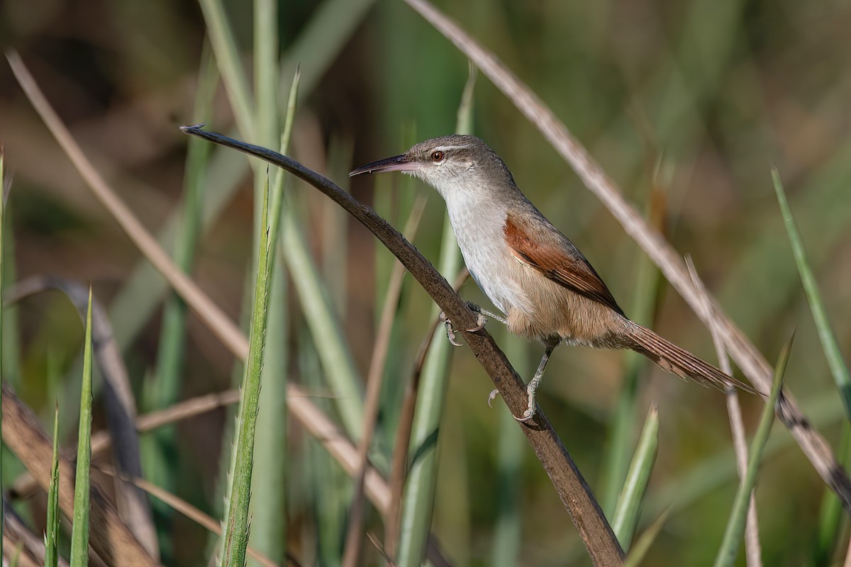 Straight-billed Reedhaunter - ML604540221