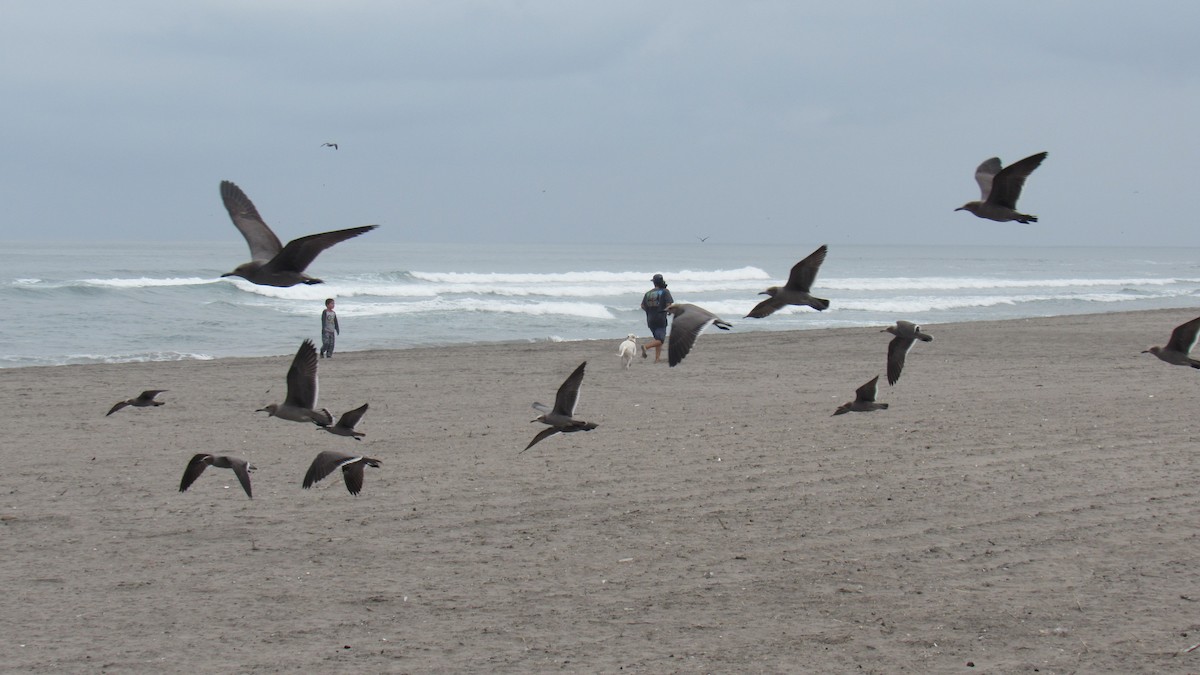 Gray Gull - ML604542251