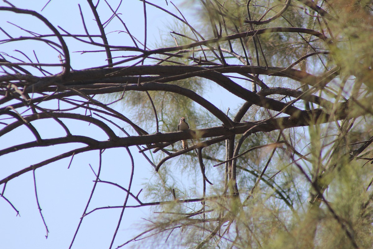 Nuttall's Woodpecker - Elizabeth Moon