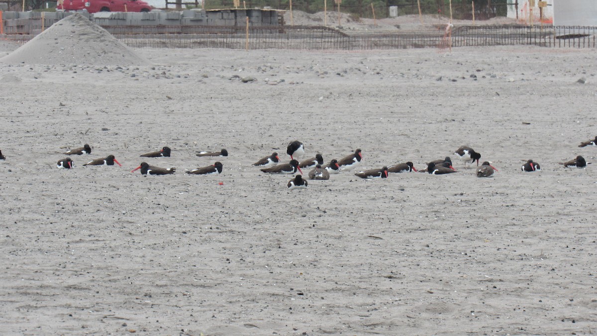 American Oystercatcher - ML604542731